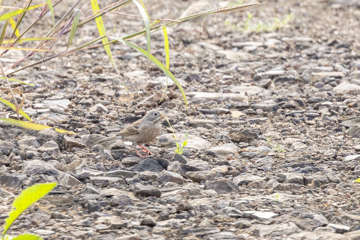 Gray-necked Bunting - ML644065624