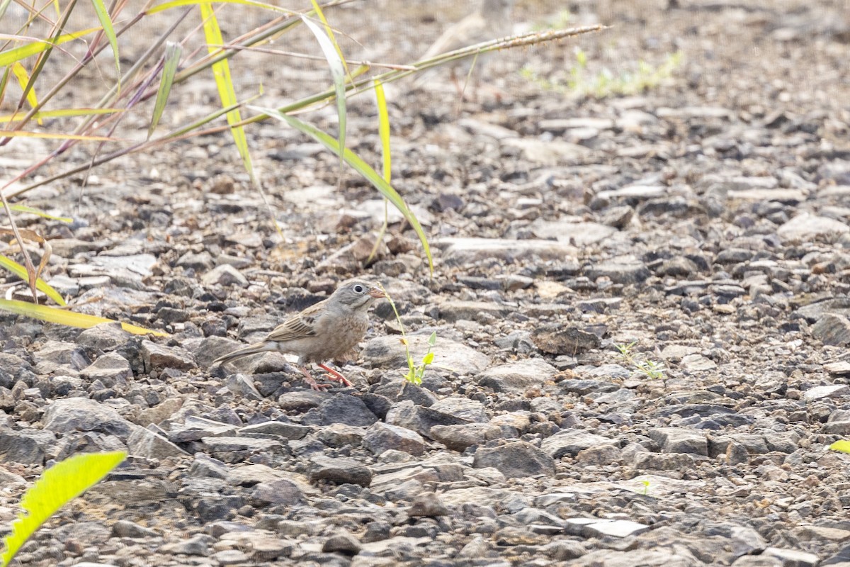 Gray-necked Bunting - ML644065625