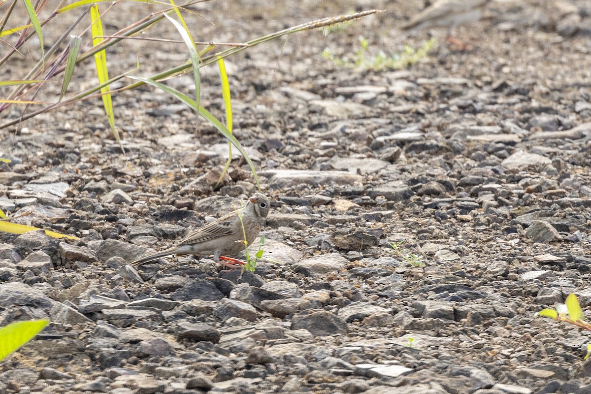 Gray-necked Bunting - ML644065626