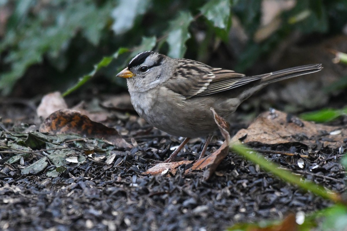 White-crowned Sparrow (pugetensis) - ML644065627