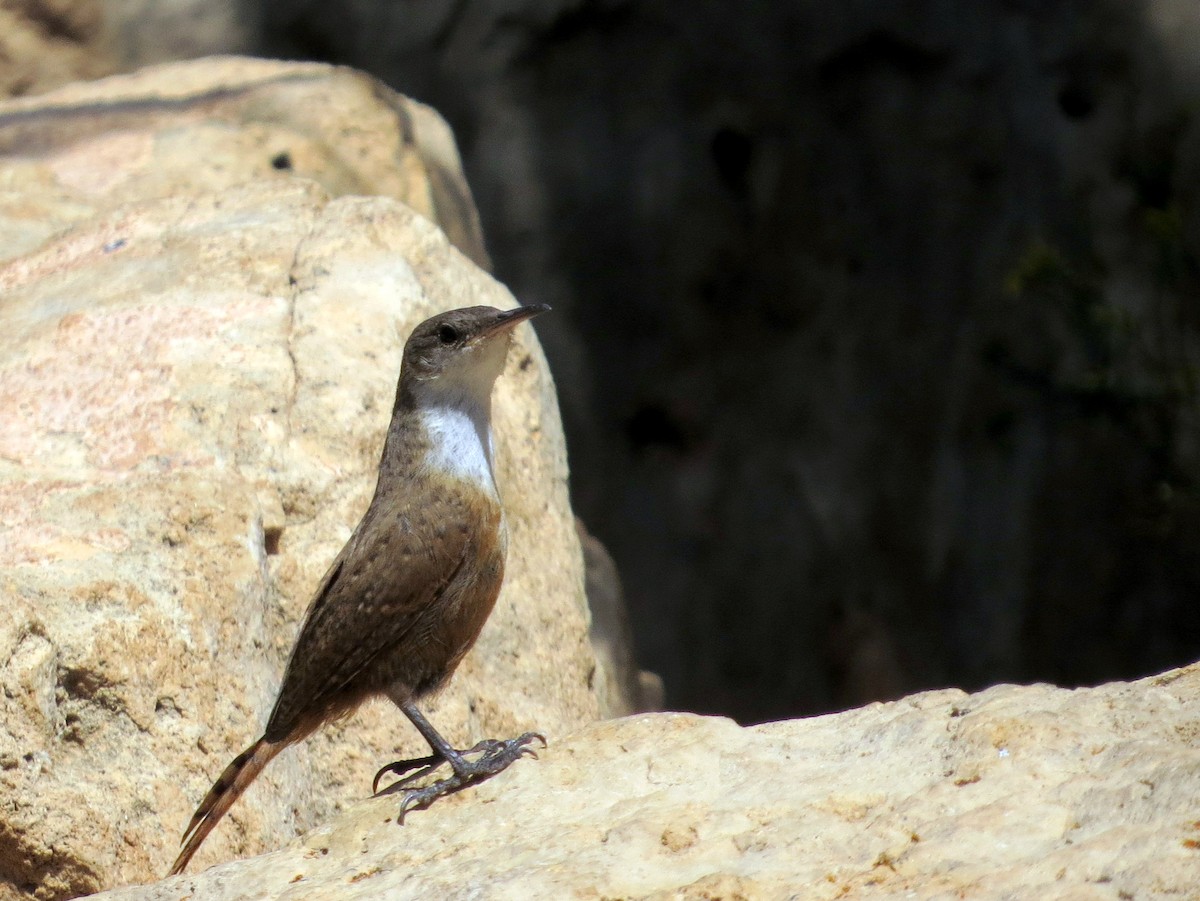 Canyon Wren - ML644065632