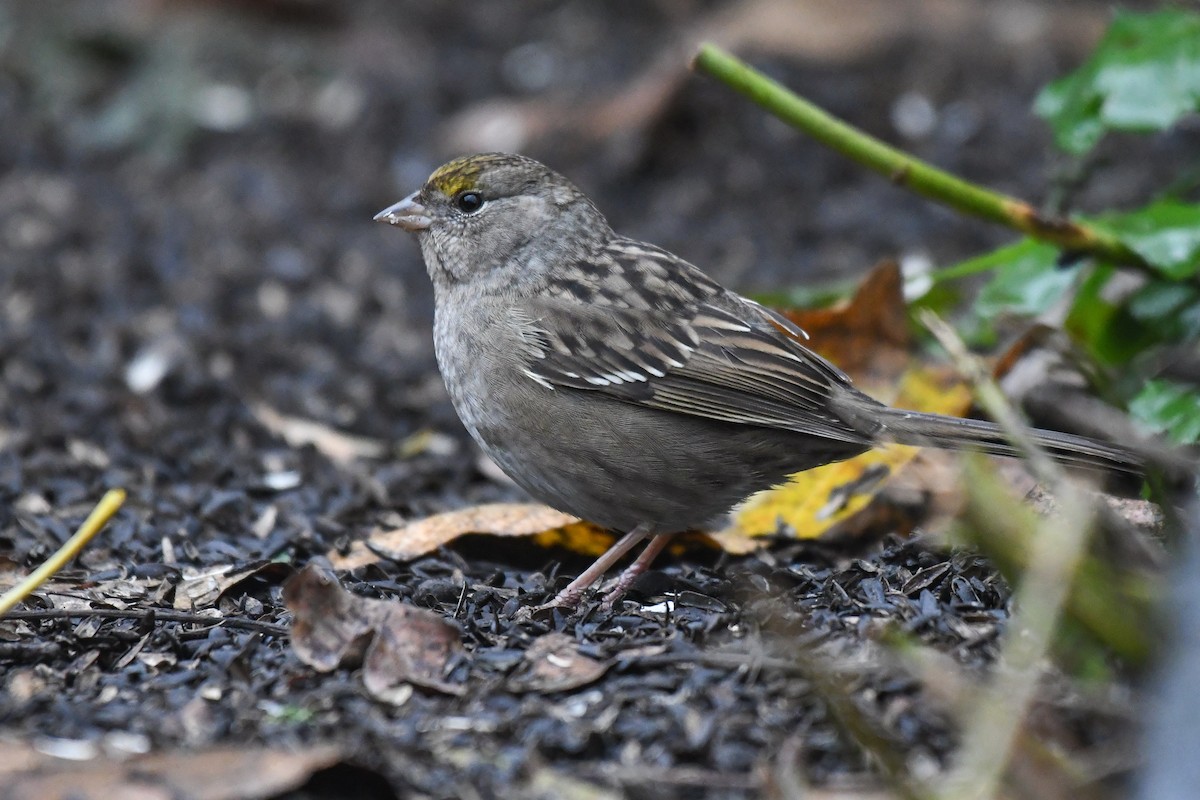 Golden-crowned Sparrow - ML644065637