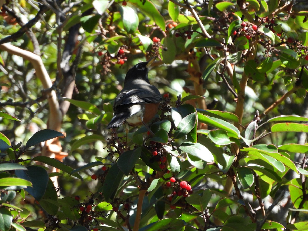 American Robin - ML644065667