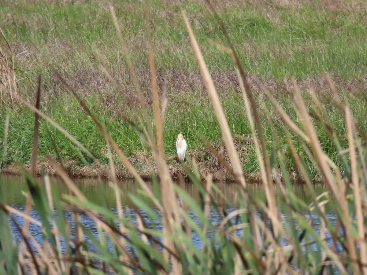 Eastern Cattle-Egret - ML644065670
