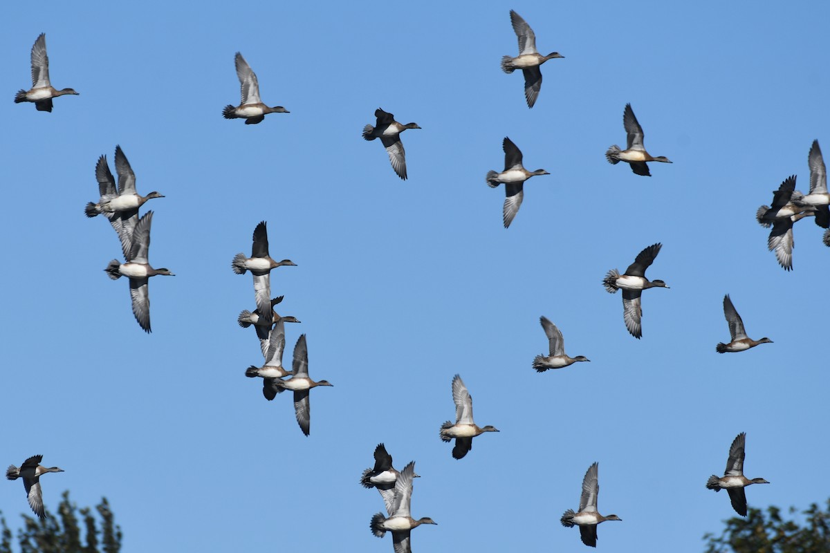 American Wigeon - ML644065684