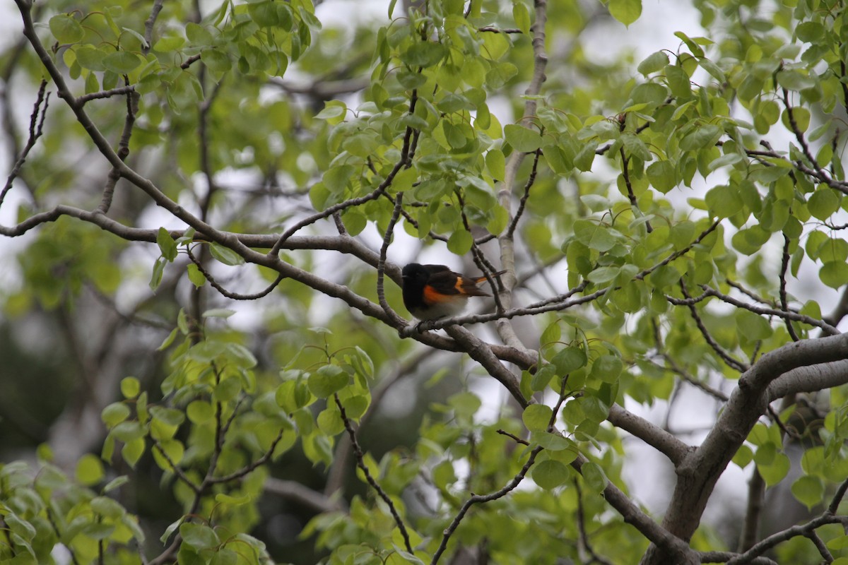 American Redstart - ML644065698