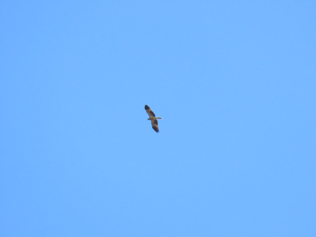 Whistling Kite - ML644065700