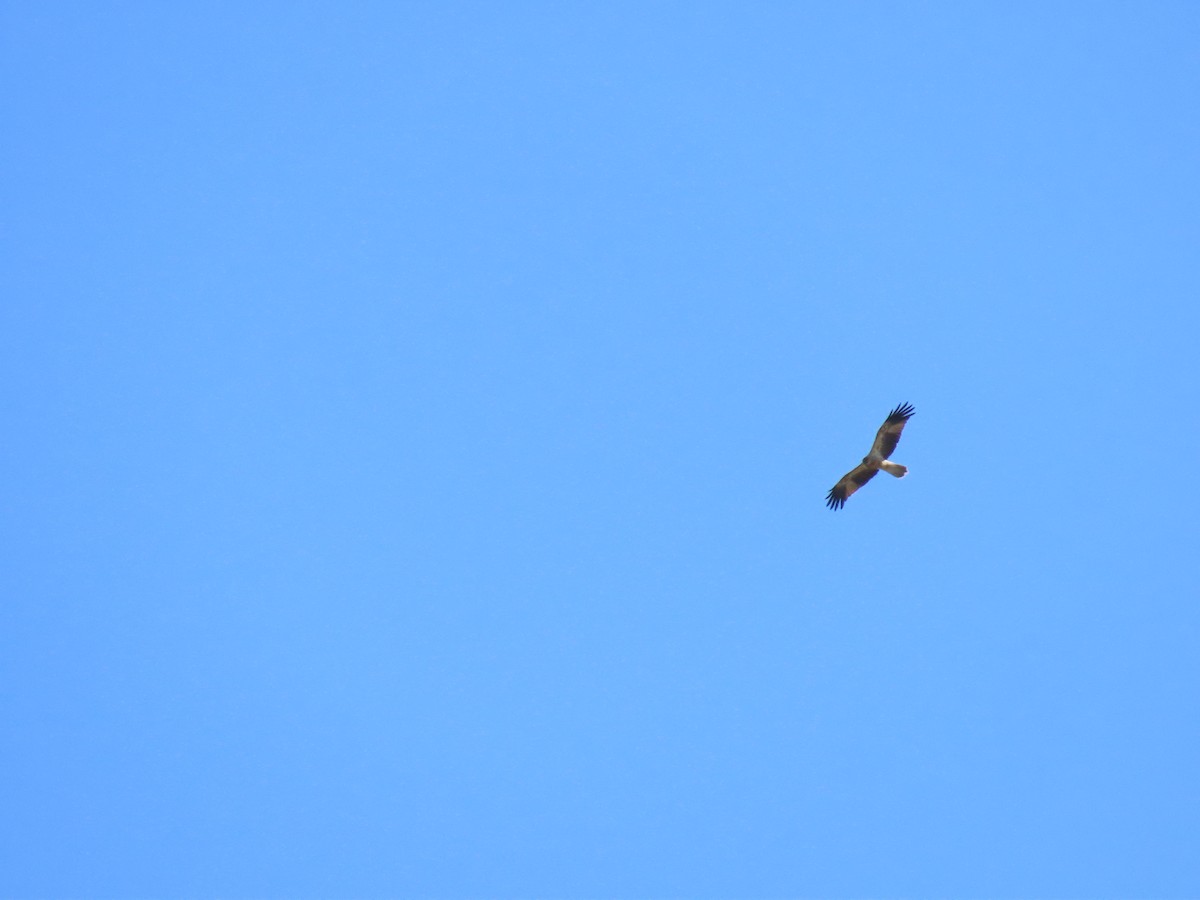 Whistling Kite - ML644065701