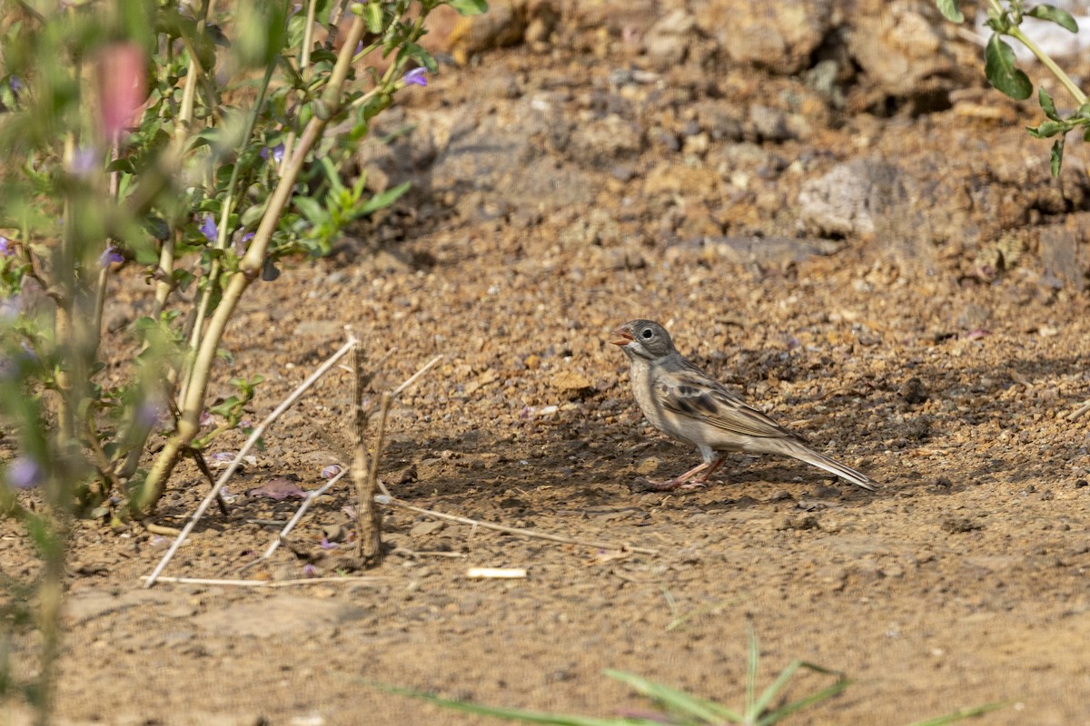 Gray-necked Bunting - ML644065702