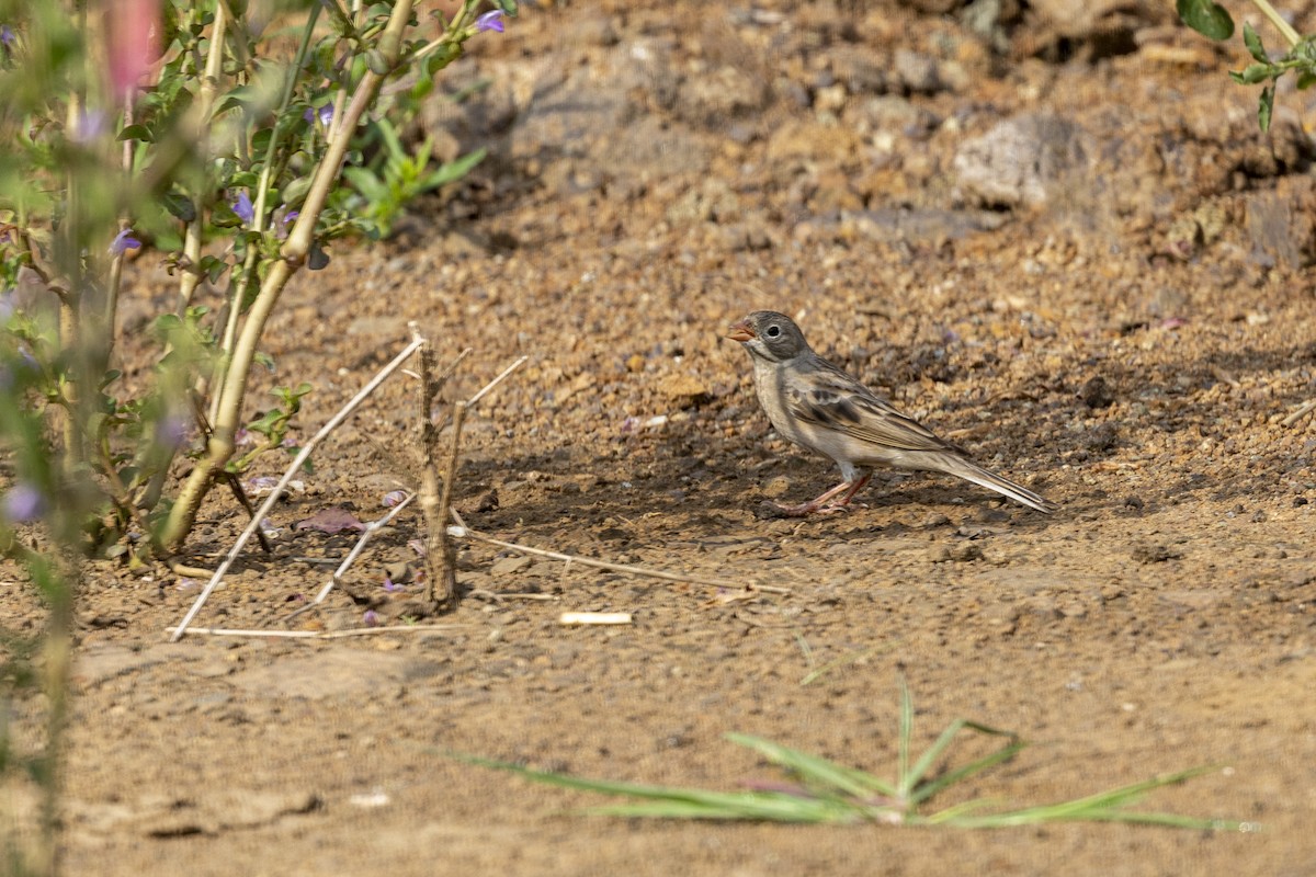 Gray-necked Bunting - ML644065703