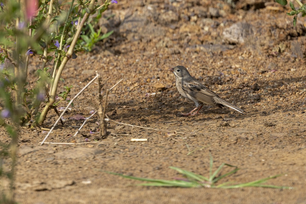 Gray-necked Bunting - ML644065704
