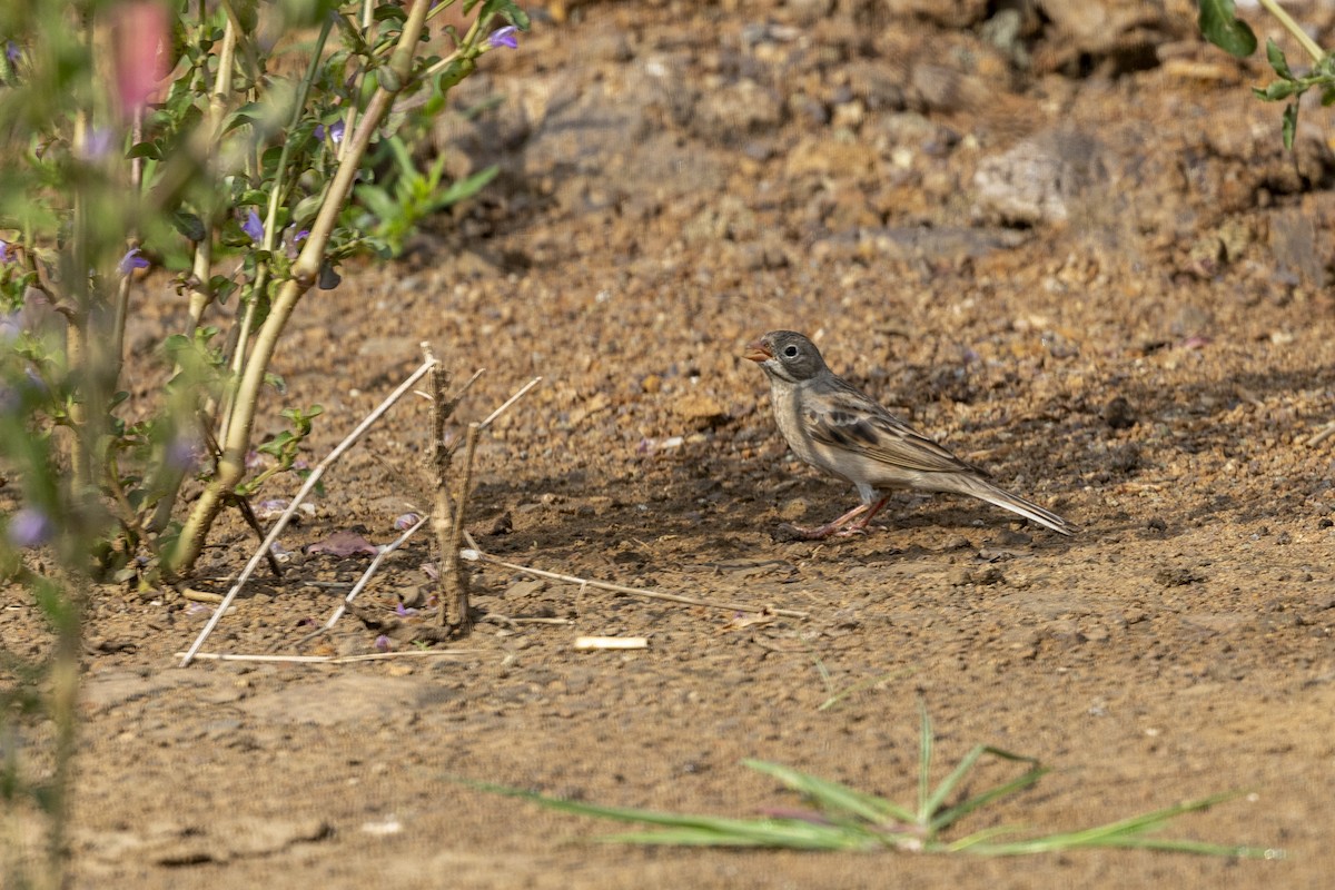 Gray-necked Bunting - ML644065705