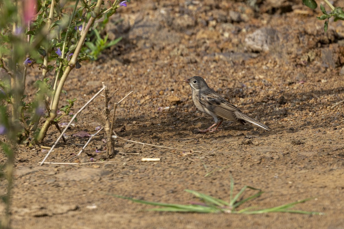 Gray-necked Bunting - ML644065706