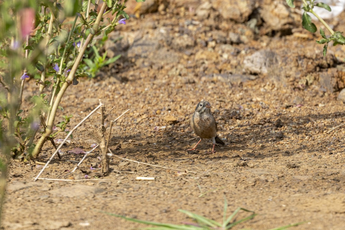 Gray-necked Bunting - ML644065709