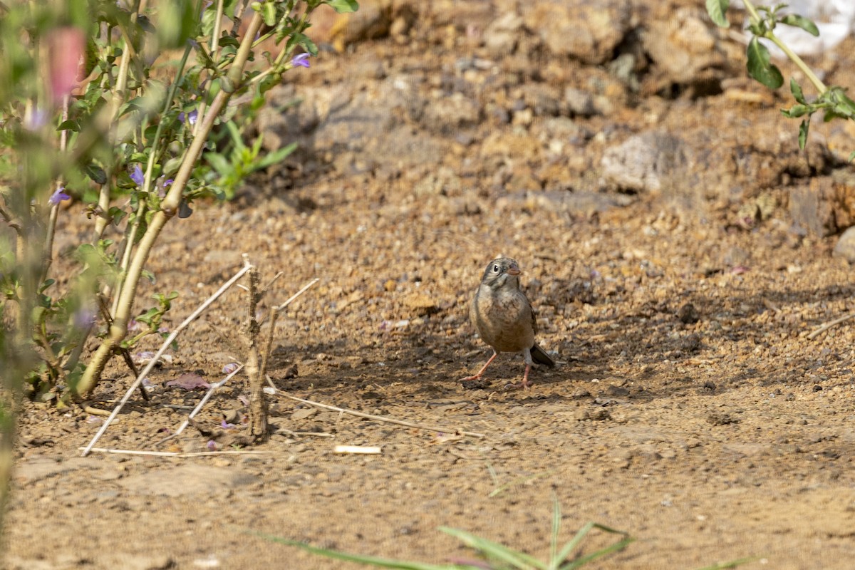 Gray-necked Bunting - ML644065710