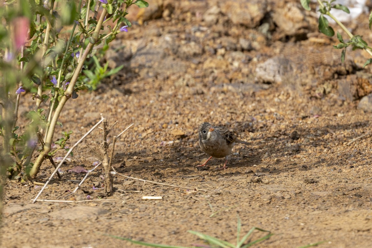 Gray-necked Bunting - ML644065712