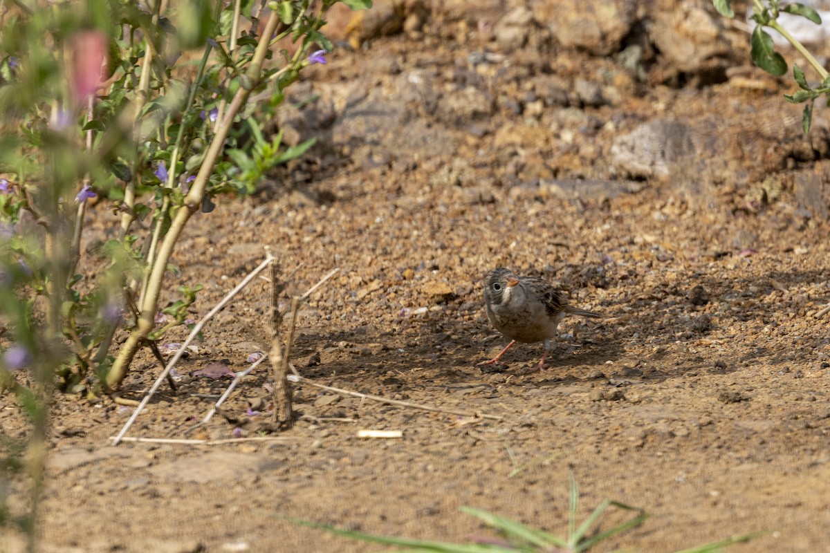 Gray-necked Bunting - ML644065713