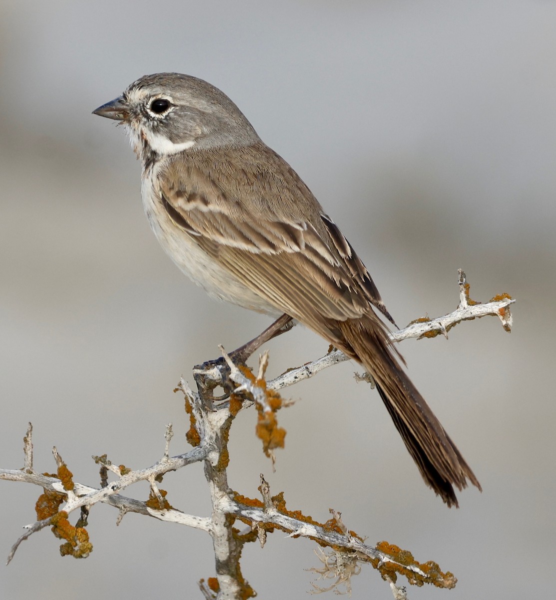 Bruant de Bell - ML644065714