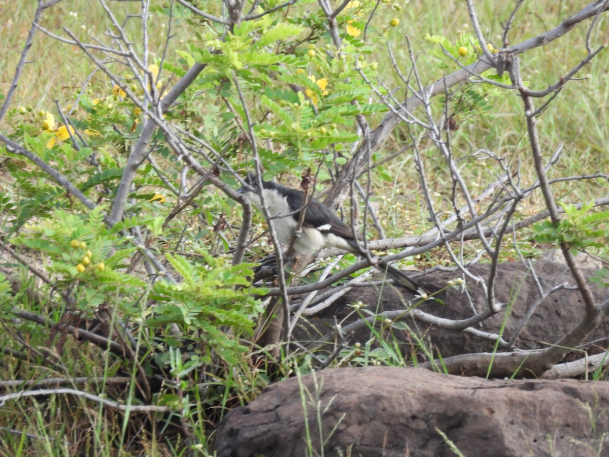 Pied Cuckoo - ML644065738