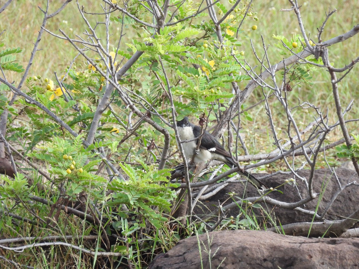 Pied Cuckoo - ML644065740