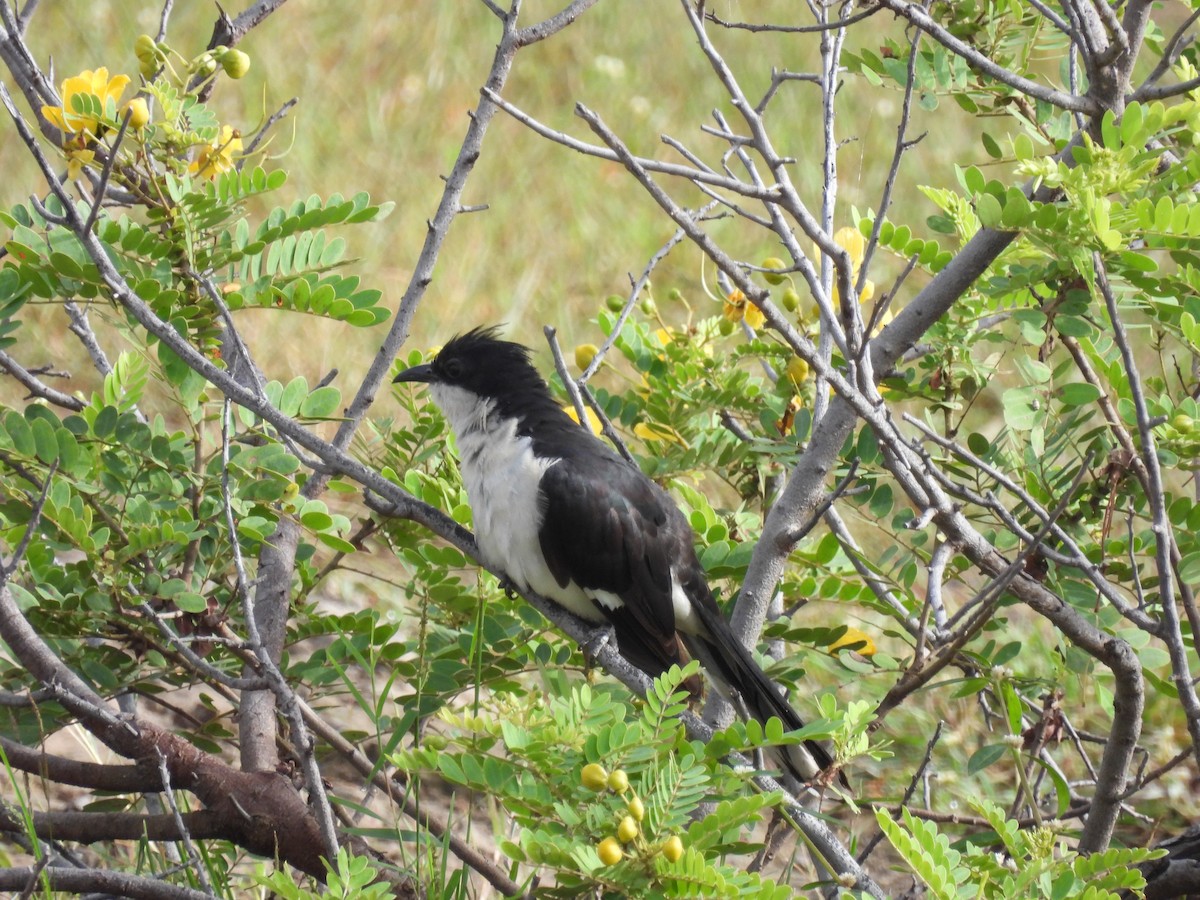 Pied Cuckoo - ML644065743