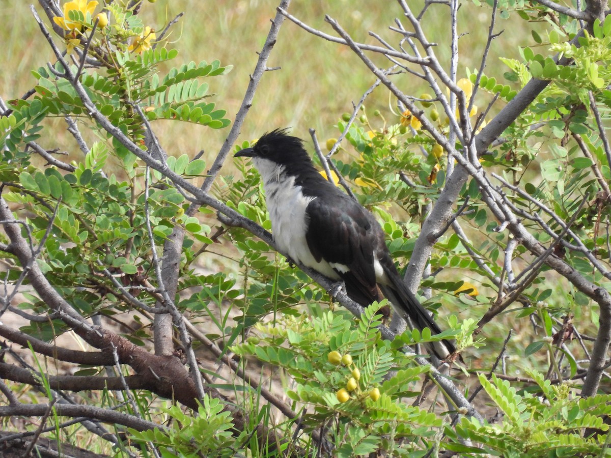 Pied Cuckoo - ML644065745