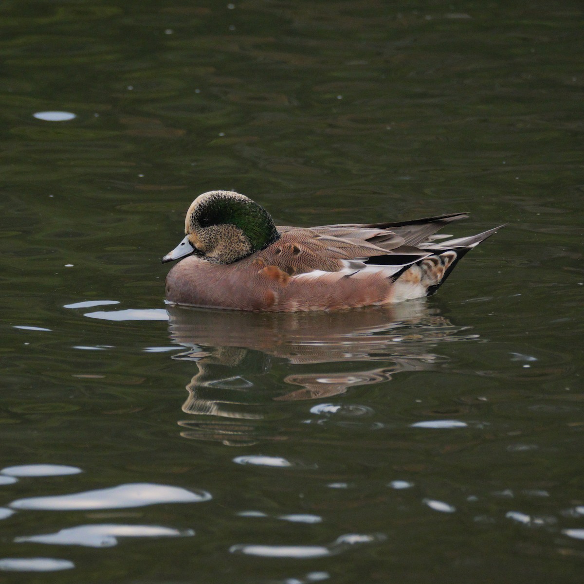 American Wigeon - ML644065748