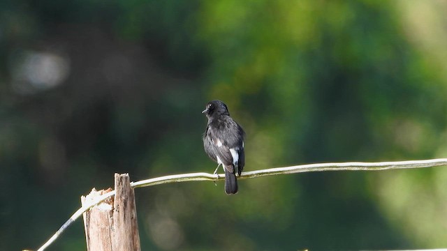 Pied Bushchat - ML644065750