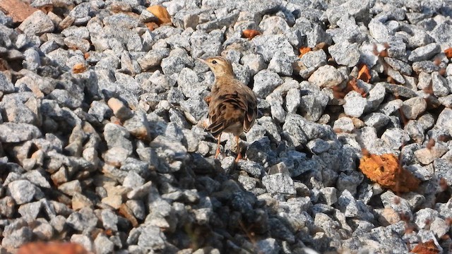 Paddyfield Pipit - ML644065753