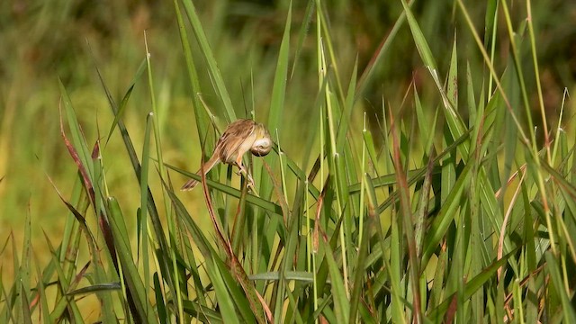 Plain Prinia - ML644065762