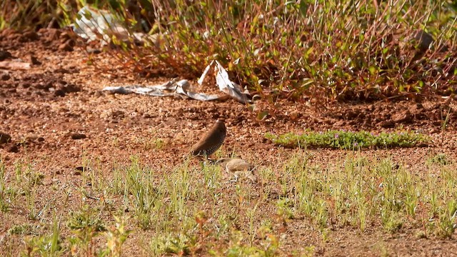 Scaly-breasted Munia - ML644065766