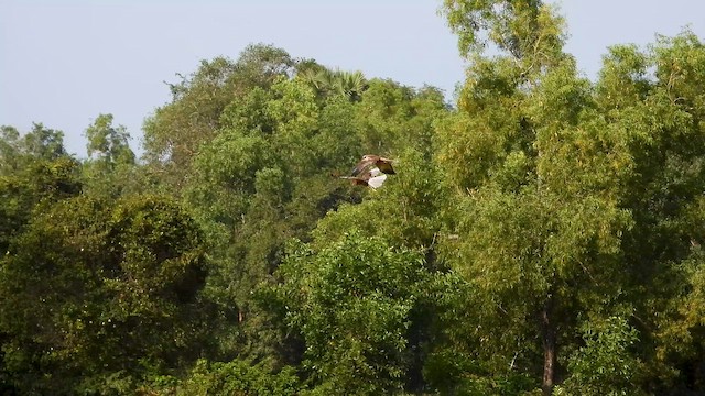 Намгийн хулд - ML644065769