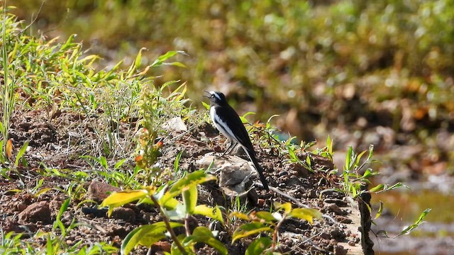 White-browed Wagtail - ML644065773