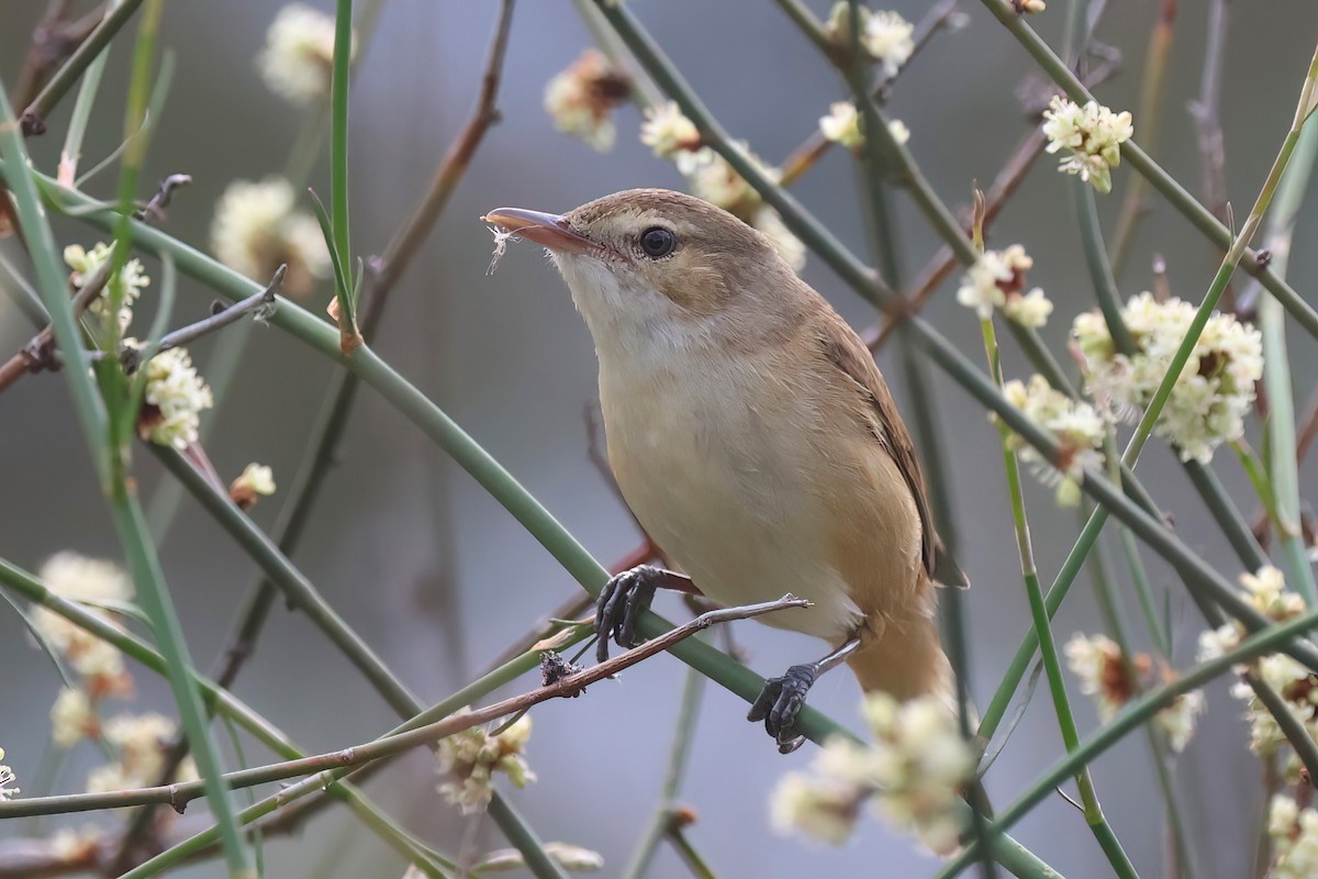 Australian Reed Warbler - ML644065779