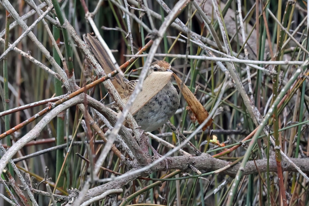 Little Grassbird - ML644065782