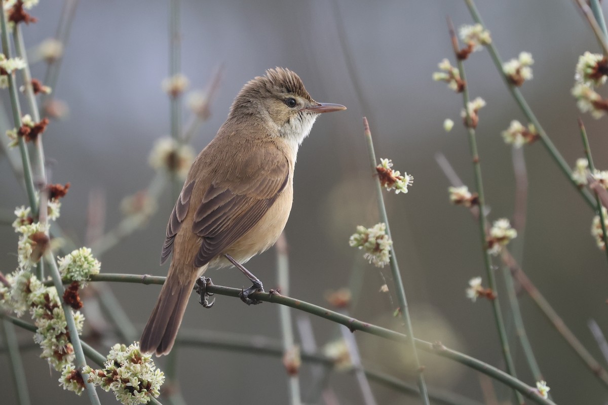 Australian Reed Warbler - ML644065789