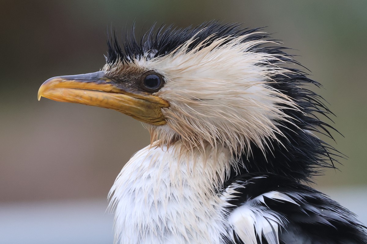 Little Pied Cormorant - ML644065790