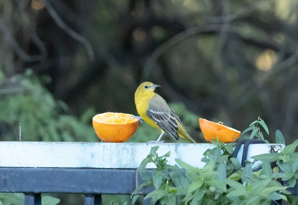 Hooded Oriole - ML644065802