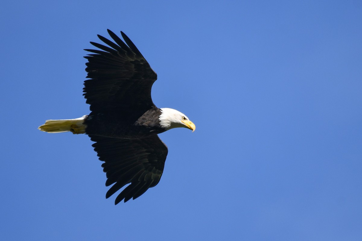 Bald Eagle - ML644065807