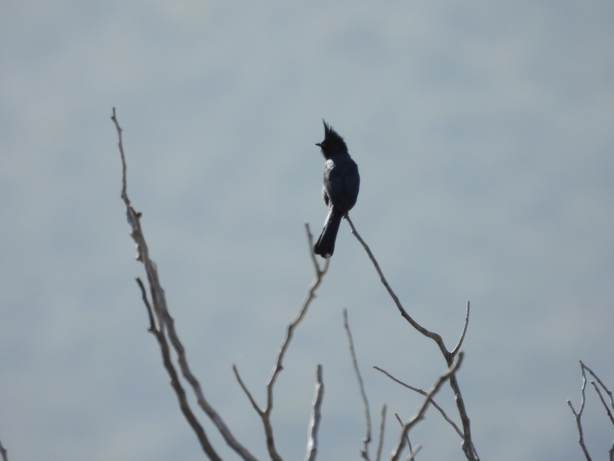 Phainopepla - ML644065810