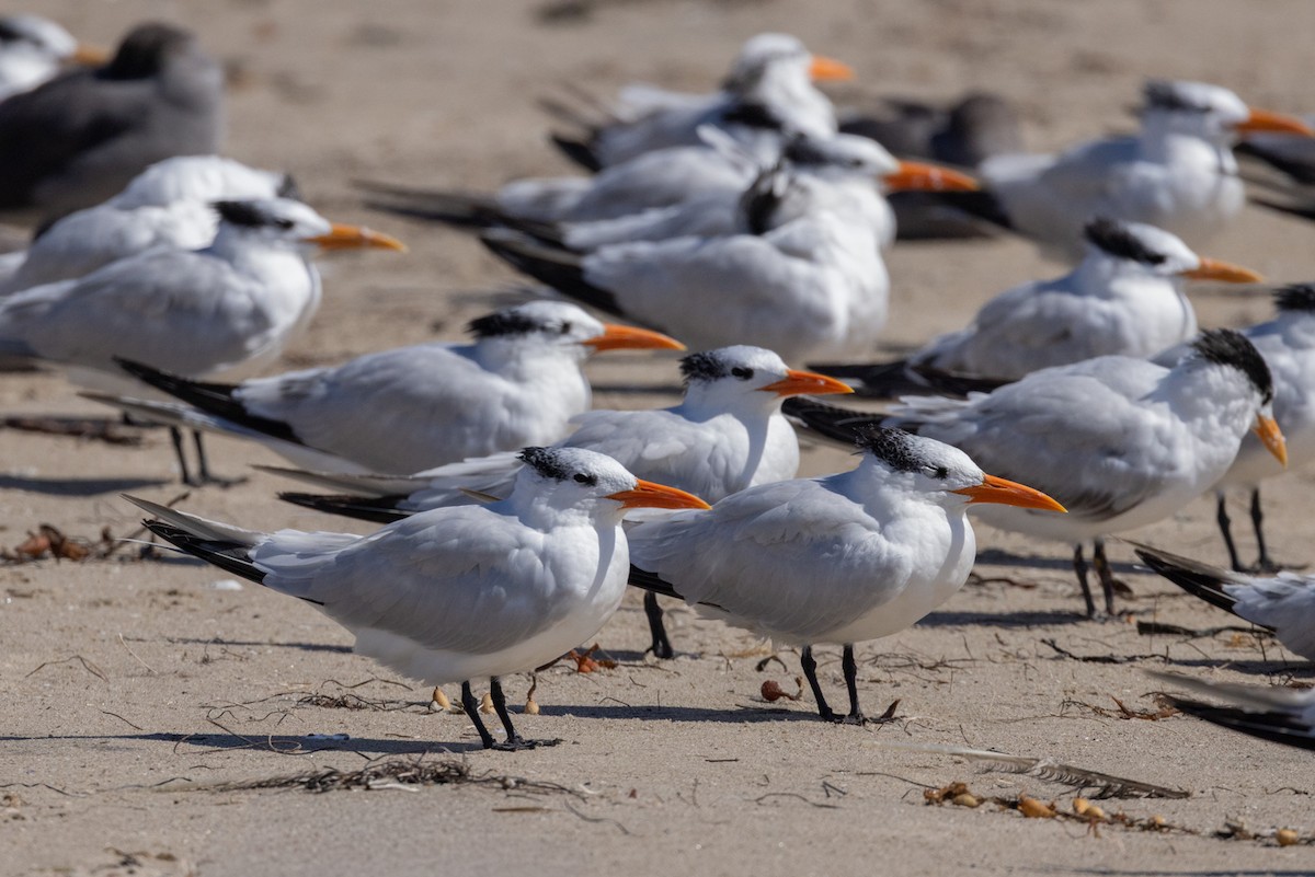 Royal Tern - ML644065815