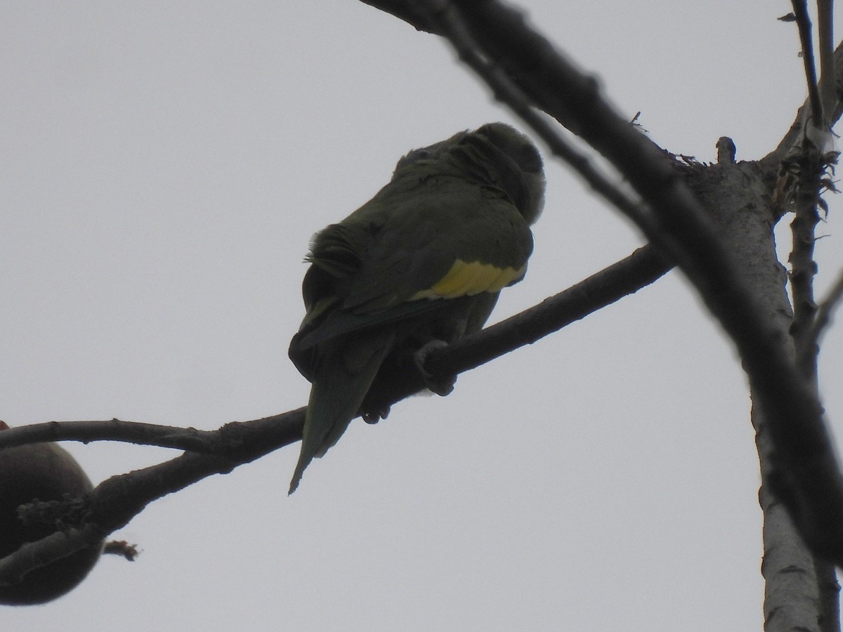 White-winged Parakeet - ML644065817
