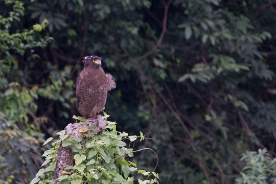 Crested Serpent-Eagle - ML644065818