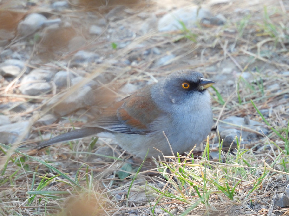 Yellow-eyed Junco - ML644065824