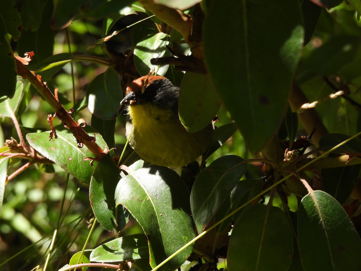 Rufous-capped Brushfinch - ML644065827