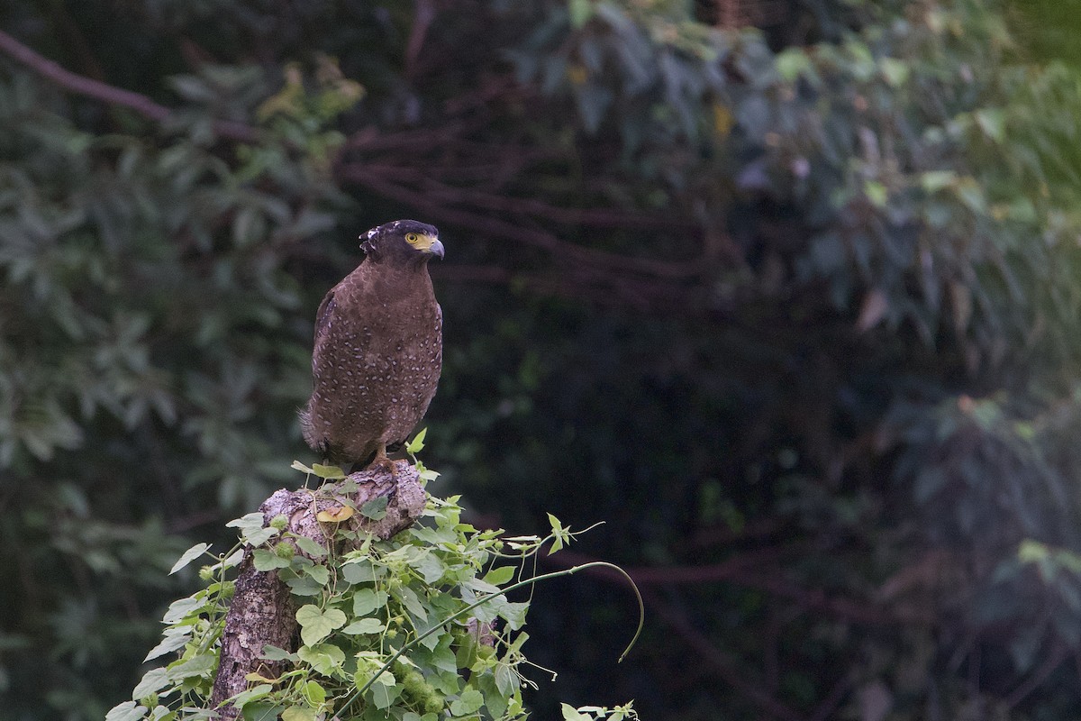 Crested Serpent-Eagle - ML644065830
