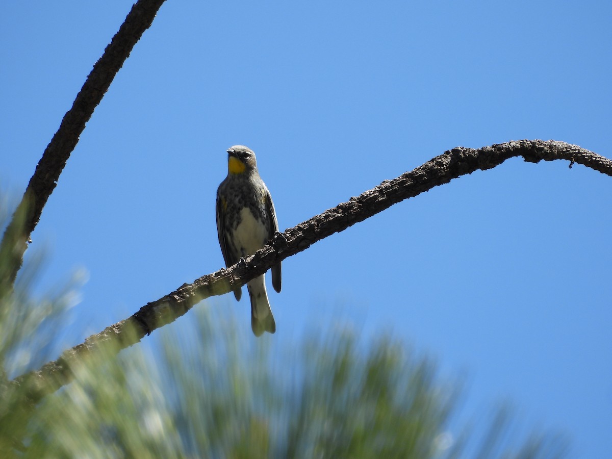 Yellow-rumped Warbler - ML644065839