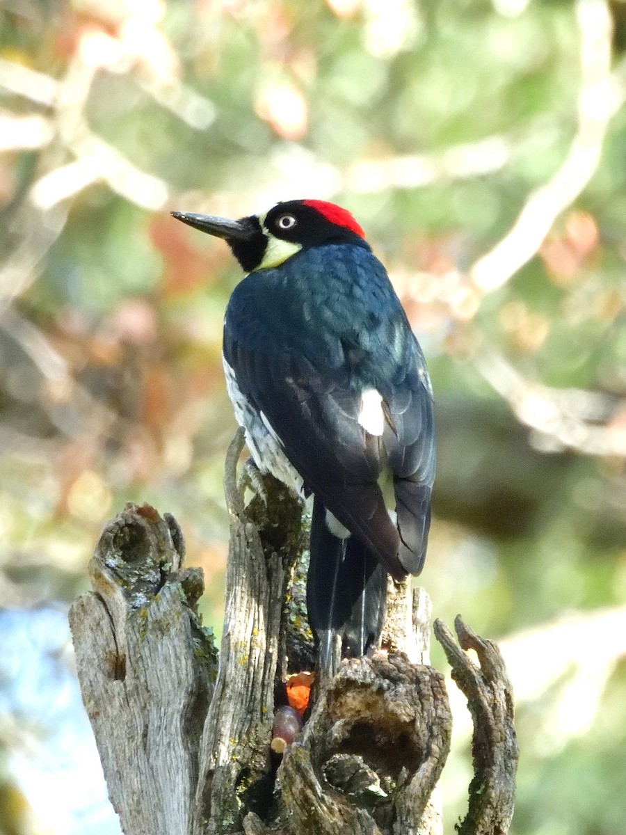 Acorn Woodpecker - ML644065848