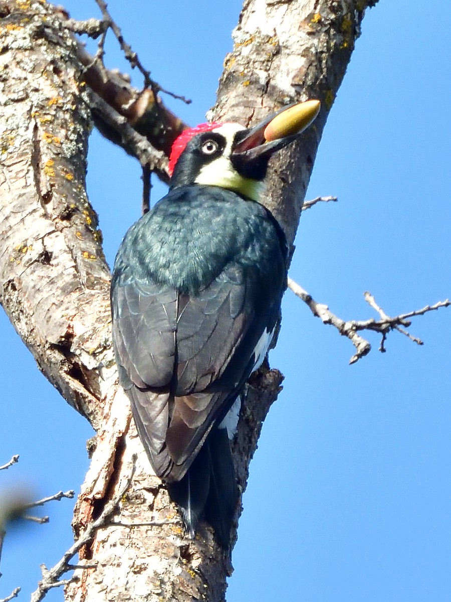 Acorn Woodpecker - ML644065849
