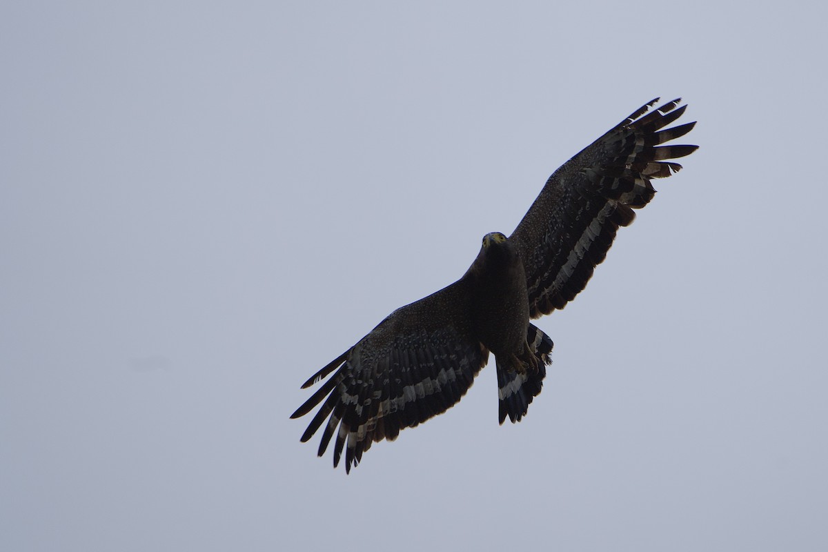 Crested Serpent-Eagle - ML644065862